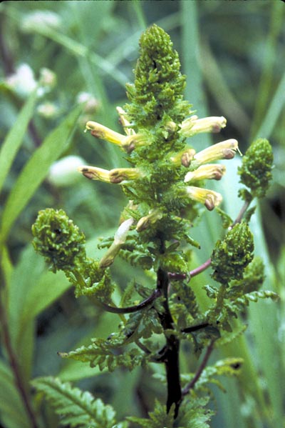 Furbish Lousewort