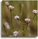 Mt. Diablo Buckwheat