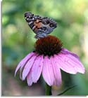 Purple Coneflower