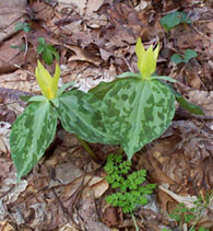 Yellow Trillium