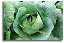 Fall Vegetables Garden Plan