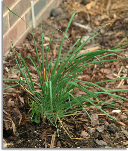 Garlic Chives