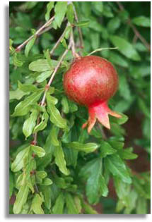Pomegranate Tree