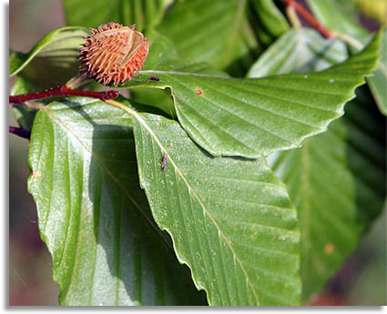 American Beech Seed Pod
