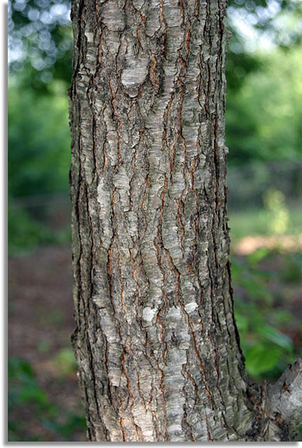 Black Cherry Tree Bark