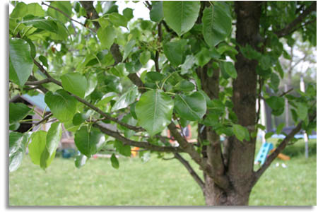 Cleveland Pear Tree Leaves