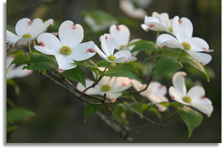 Dogwood Tree Flowers