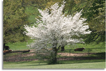 Flowering Dogwood Tree