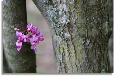 Eastern Redbud Tree