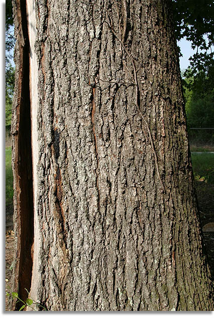 Southern Red Oak Tree Bark