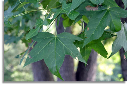 Sweet Gum Tree