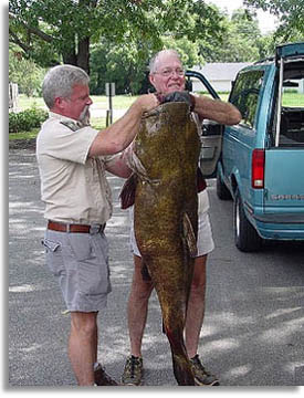 Georgia Flathead Cafish