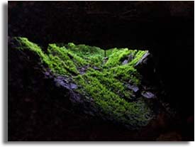 Camps Gulf Cave - Tennessee