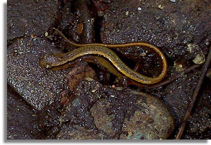 Blue Ridge Two-lined Salamander