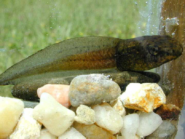 Pig Frog Tadpole - Rana grylio