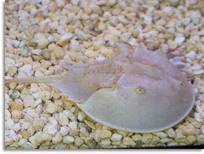 Horseshoe Crab