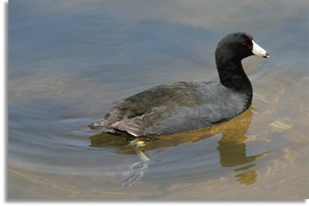 American Coot