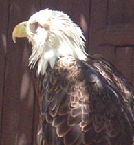 Bald Eagle