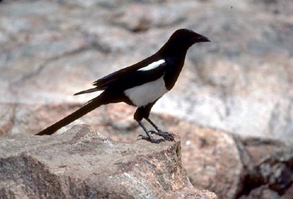 Black-billed Magpie