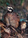 Bobwhite Quail