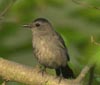Catbird