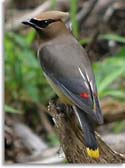 Cedar Waxwing