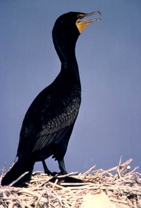 Double-crested Cormorant