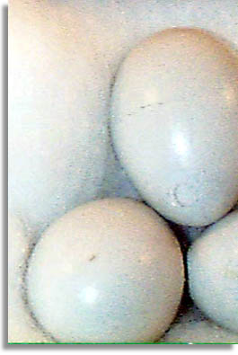 European Starling Eggs