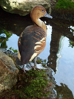 Fulvous Whistling Duck