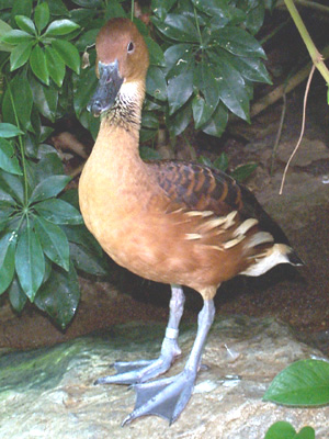 Fulvous Whistling-Duck