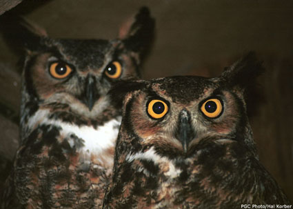 Great Horned Owl