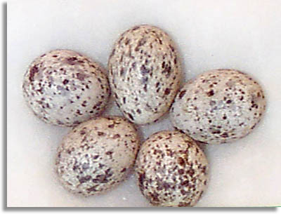House Sparrow Eggs