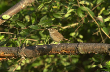 House Wren