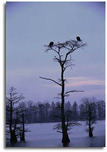 Reelfoot Lake National Wildlife Refuge