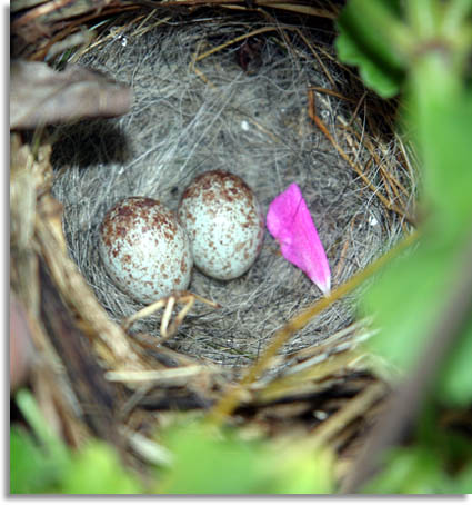 Song Sparrow Eggs