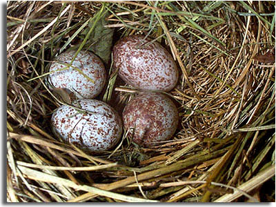 White-throated Sparrow
