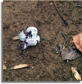 Wild Turkey Droppings
