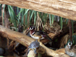 Wood Duck