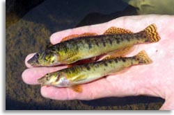 Roanoke Logperch Discovered in Norht Carolina