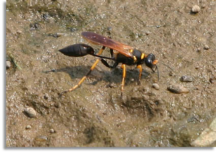 Black Yellow Mud Dauber