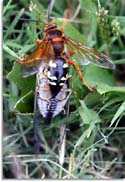 Cicada Killer Wasp