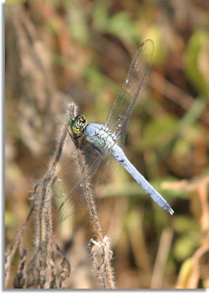 Green Darner Dragonfly