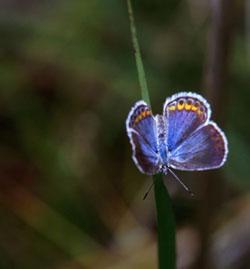 Karner Blue Butterfly