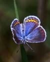 Karner Blue Butterfly