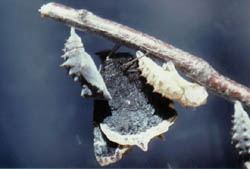 Mourning Cloak Cocoon