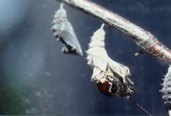 Mourning Cloak emerging from his Cocoon