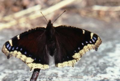 Mourning Cloak
