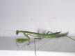 Praying Mantis