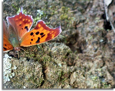 Question Mark Butterfly