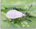 Squash Bug